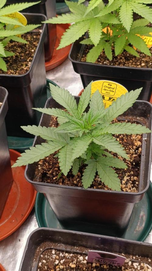 Papaya Stank. Week 4