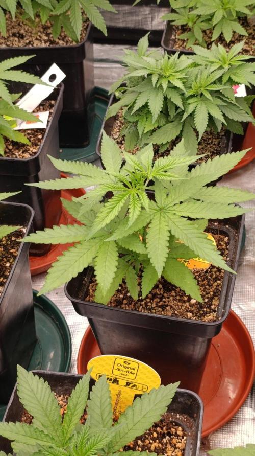 Papaya Stank. Week 4