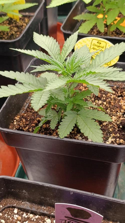 Papaya Stank. Week 4