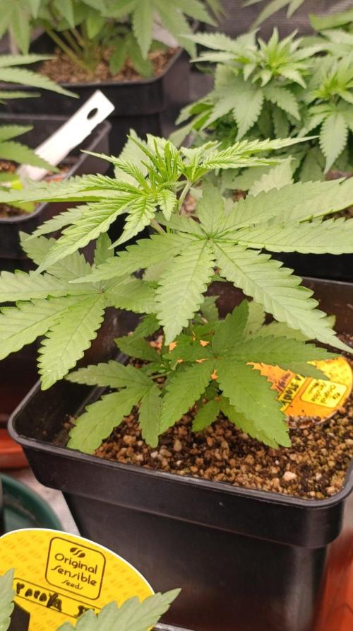 Papaya Stank. Week 4