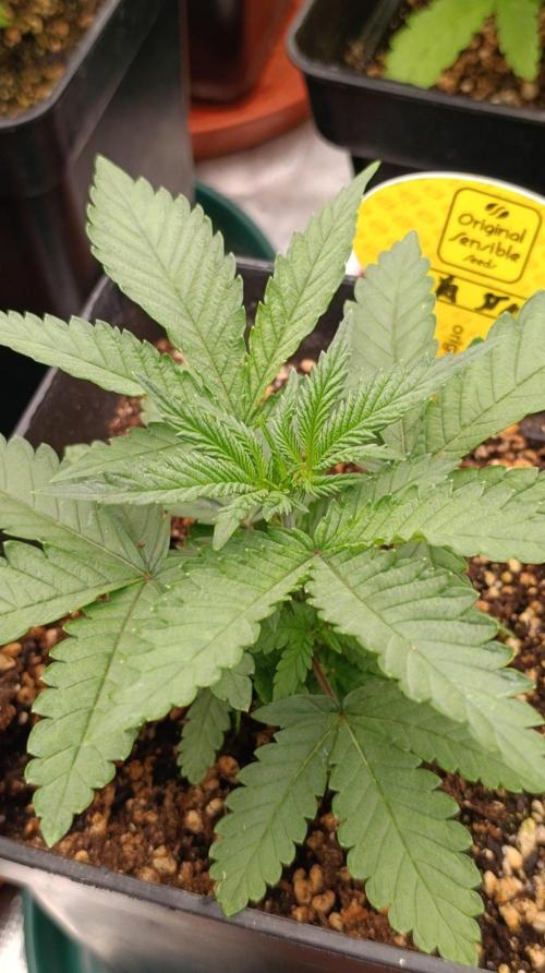 Papaya Stank. Week 4