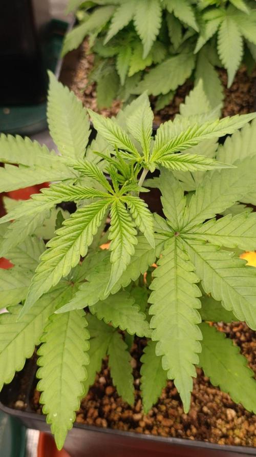 Papaya Stank. Week 4