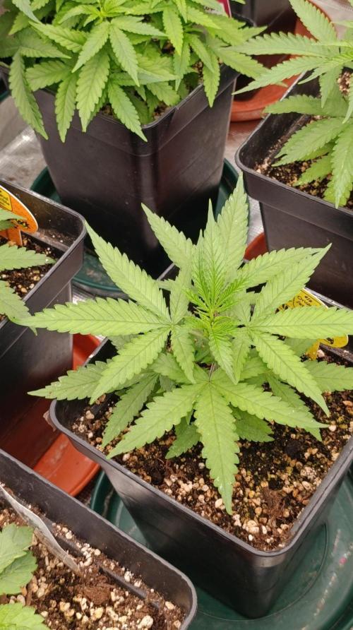 Mango Crack. Week 4