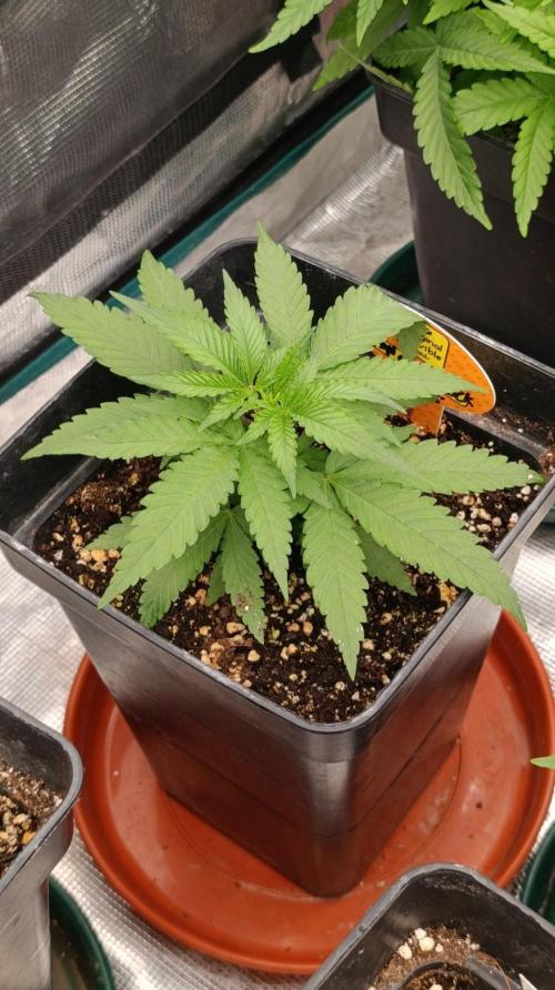 Mango Crack. Week 4