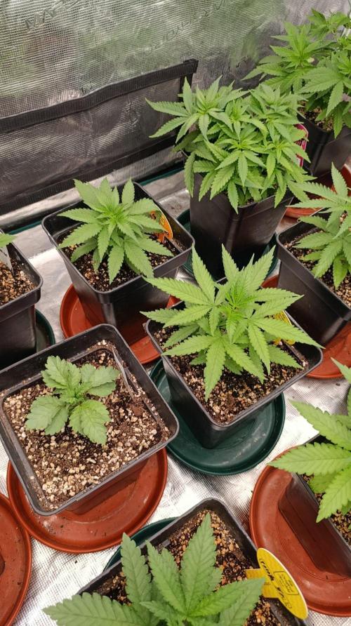 Mango Crack. Week 4