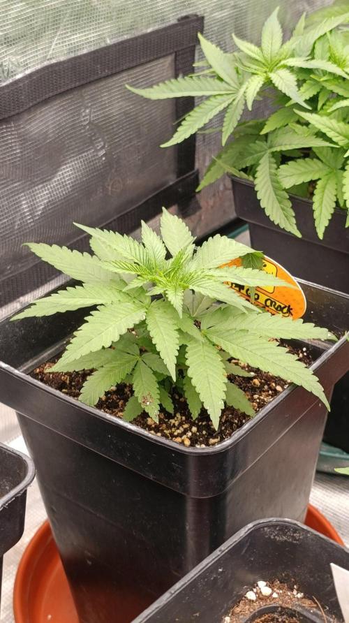 Mango Crack. Week 4