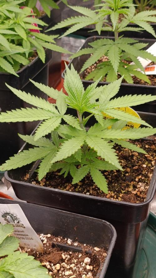 Mango Crack. Week 4