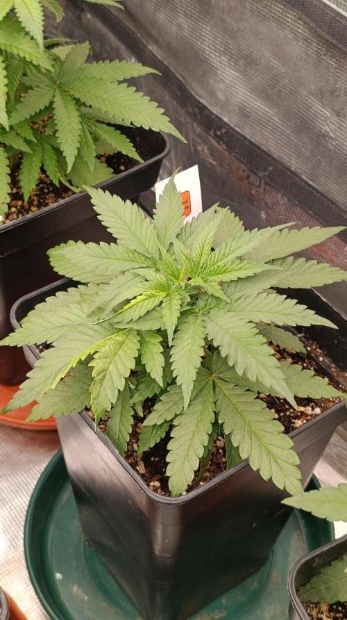 Banana Cream OG. Week 4