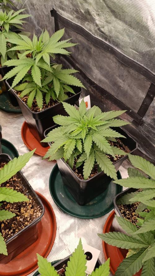 Banana Cream OG. Week 4