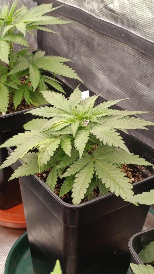 Banana Cream OG. Week 4
