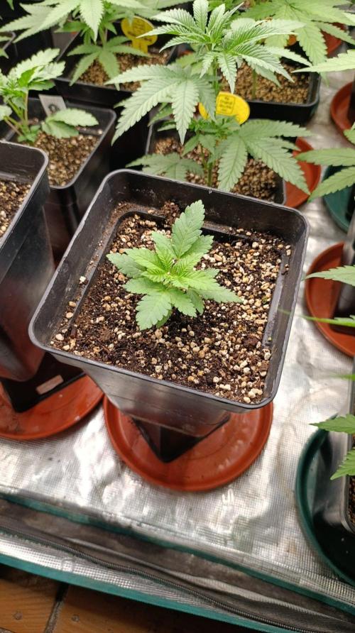 California Octane Triploid. Week 3