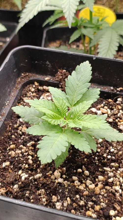 California Octane Triploid. Week 3