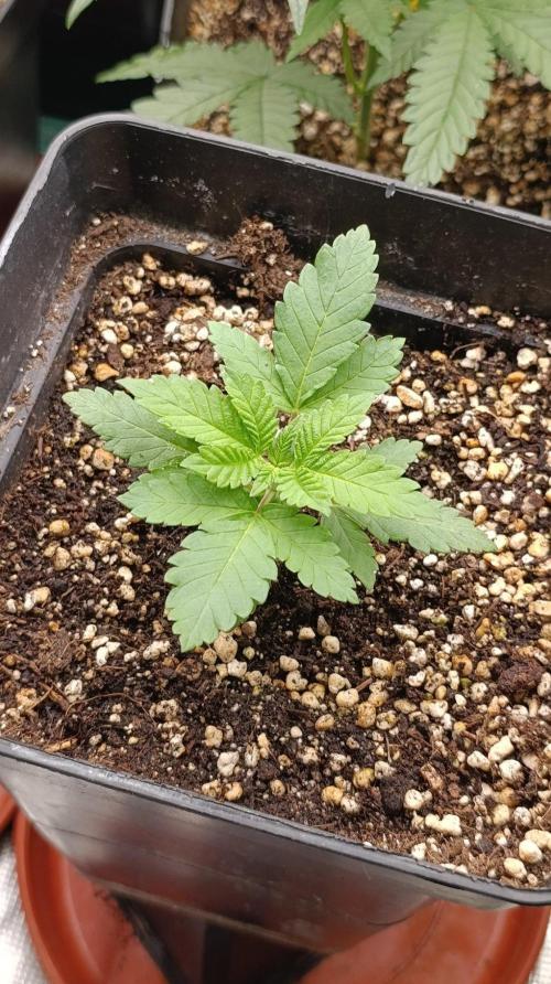California Octane Triploid. Week 3