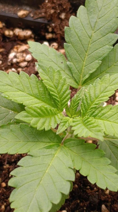 California Octane Triploid. Week 3