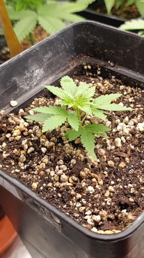 Blueberry Muffin. Week 3