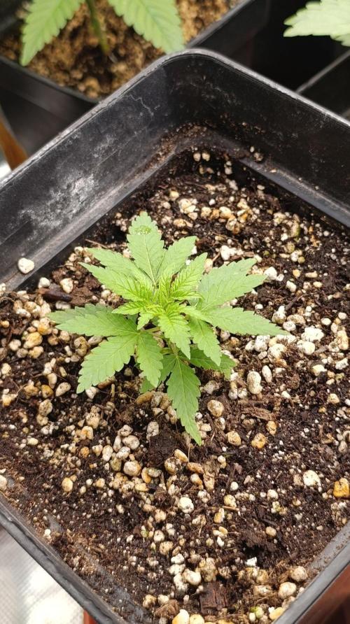 Blueberry Muffin. Week 3