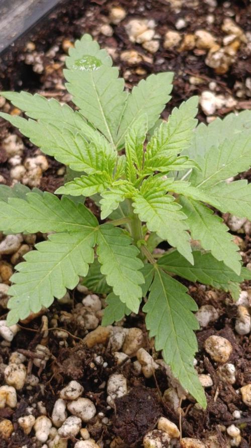 Blueberry Muffin. Week 3