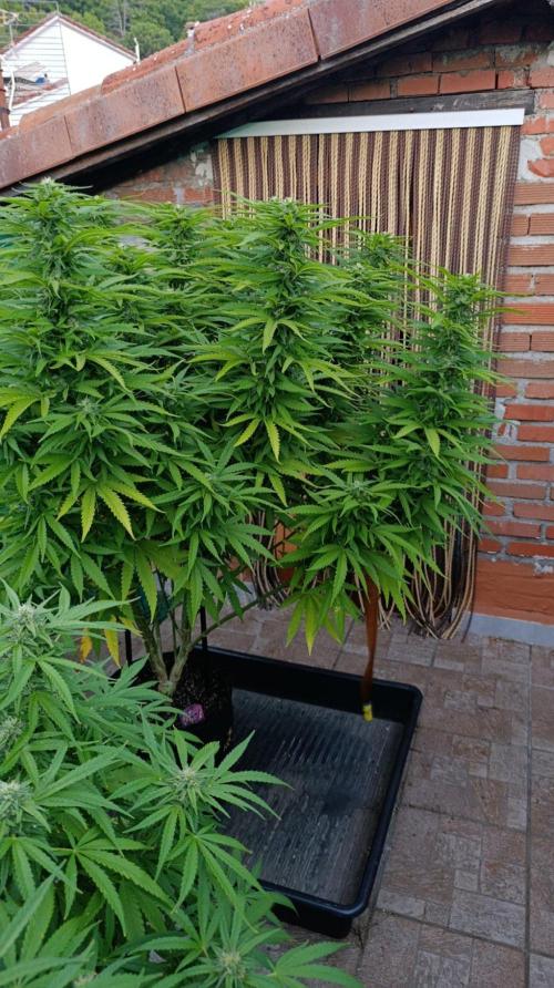 Gello Z & Xpertnutrients. Week 17