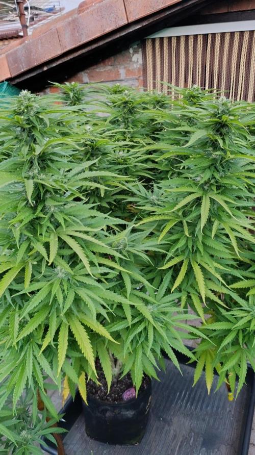 Gello Z & Xpertnutrients. Week 17
