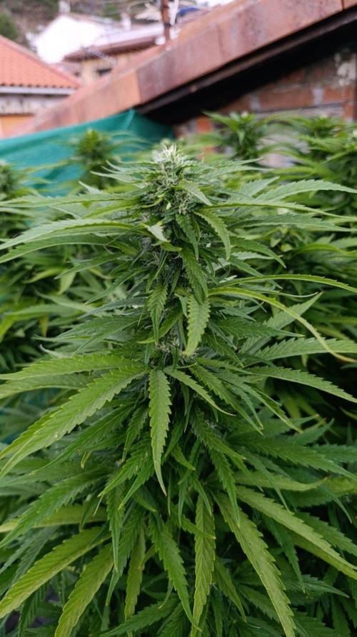 Gello Z & Xpertnutrients. Week 17