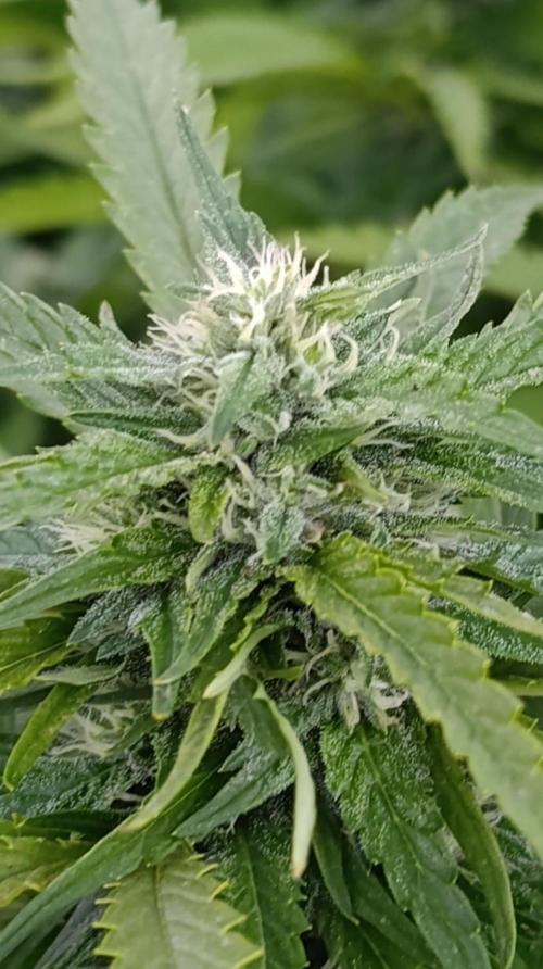 Gello Z & Xpertnutrients. Week 17
