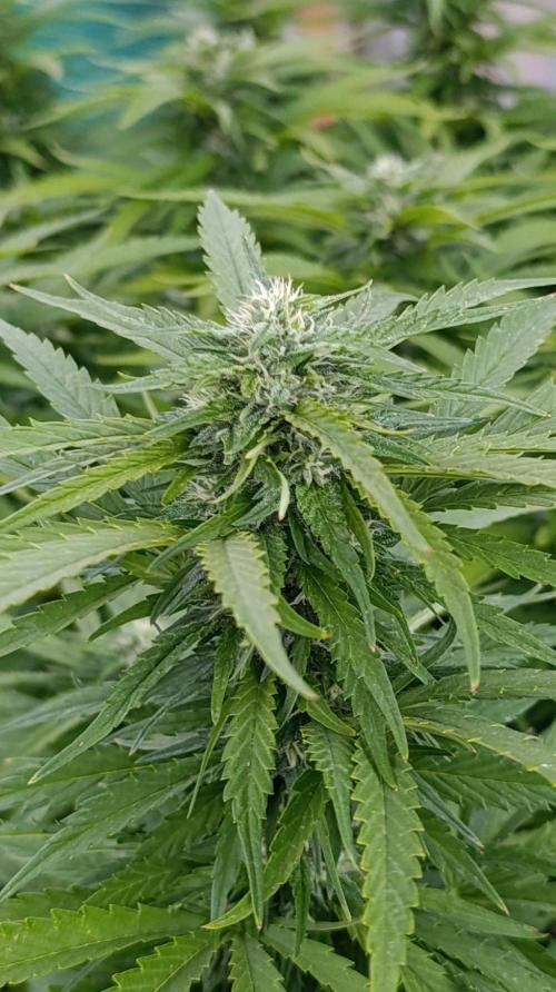 Gello Z & Xpertnutrients. Week 17