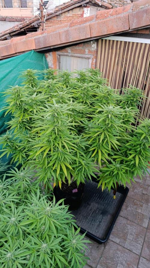 Gello Z & Xpertnutrients. Week 17