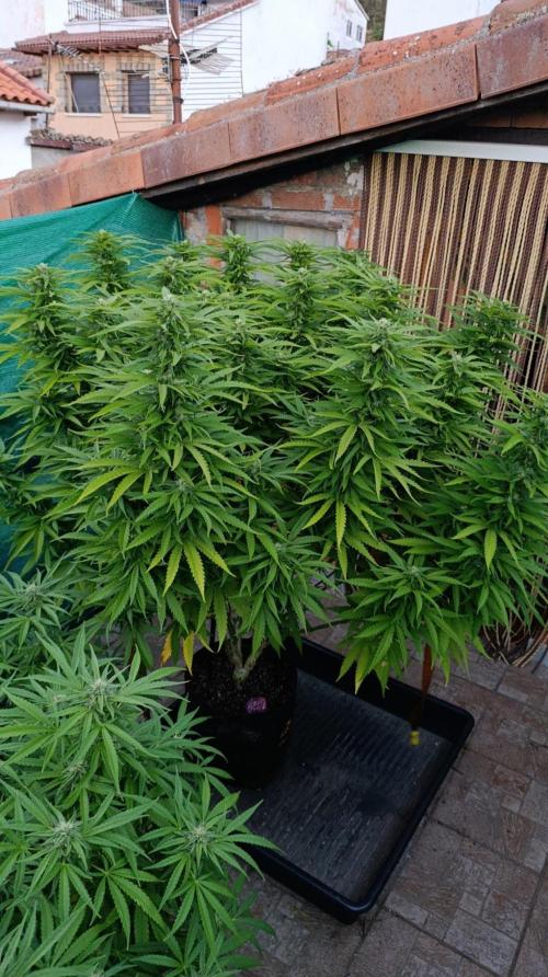 Gello Z & Xpertnutrients. Week 17