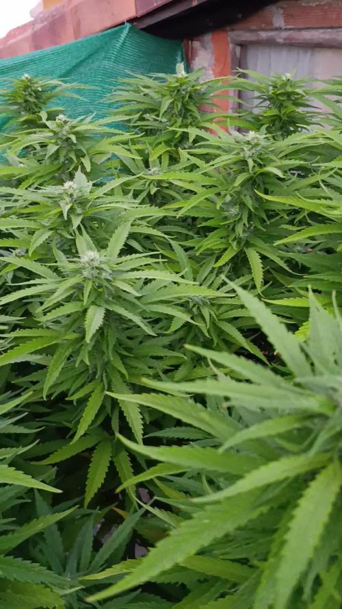 Gello Z & Xpertnutrients