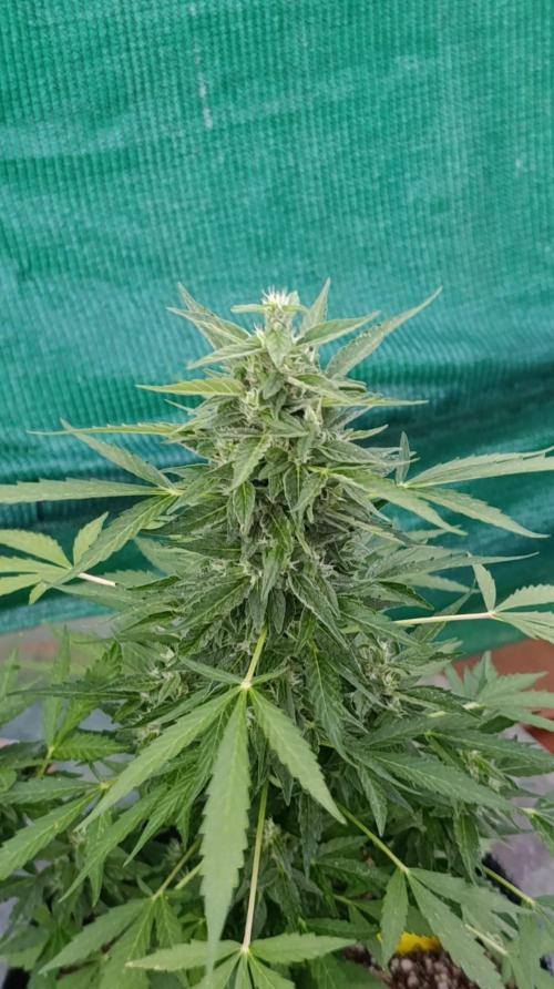 Niagara Outdoor Season. Week 8