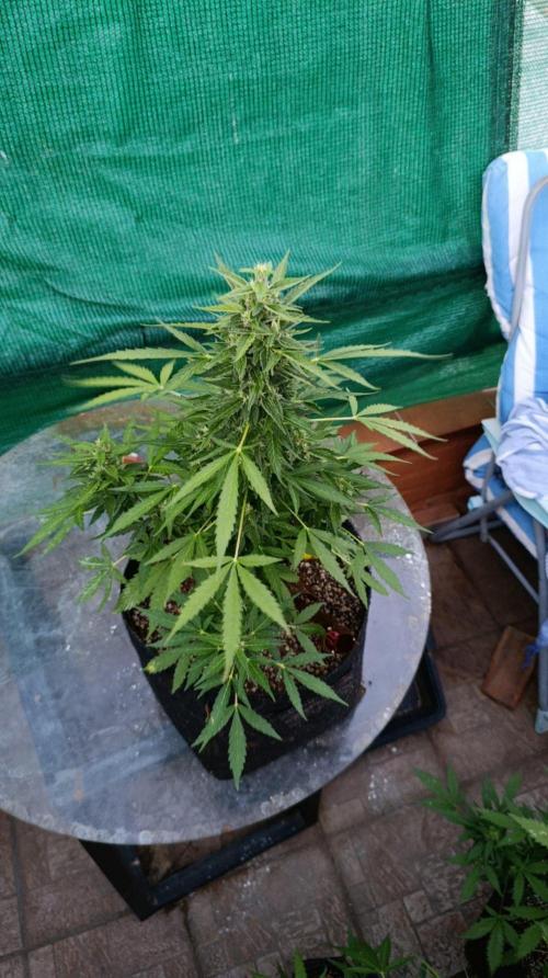 Niagara Outdoor Season. Week 8