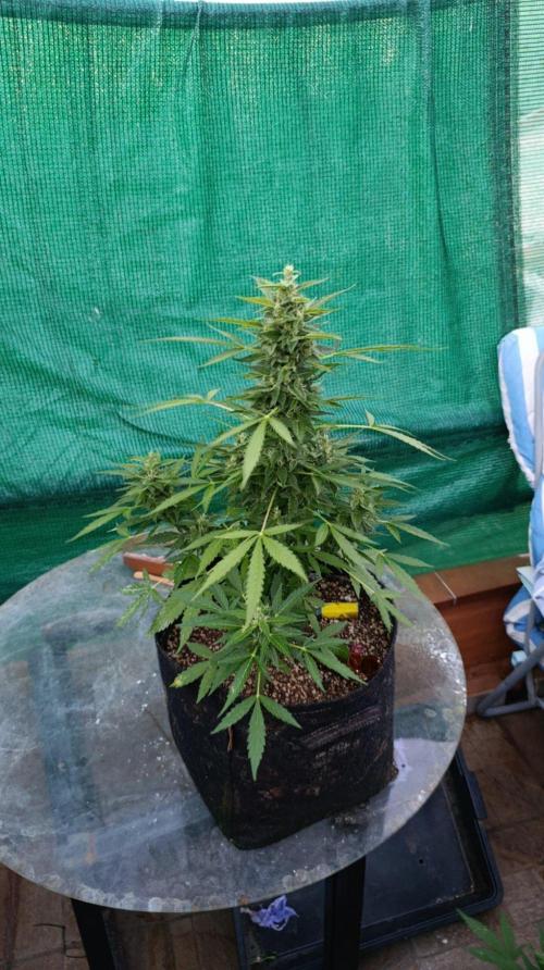 Niagara Outdoor Season. Week 8