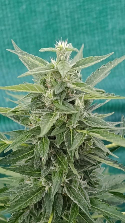 Niagara Outdoor Season. Week 8