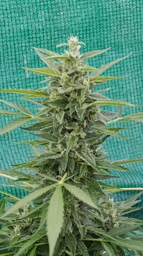 Niagara Outdoor Season. Week 8