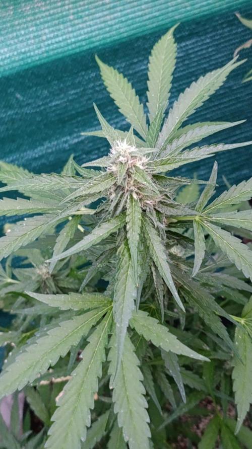 Gaia F1 Auto. Week 8