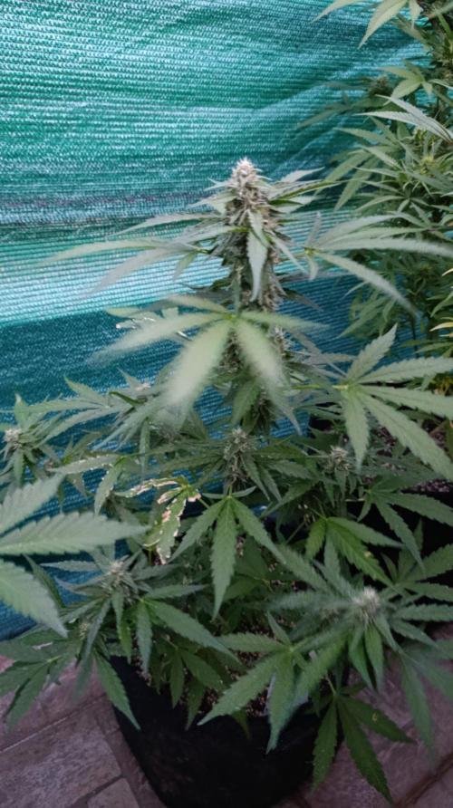 Gaia F1 Auto. Week 8