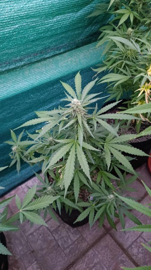 Gaia F1 Auto. Week 8