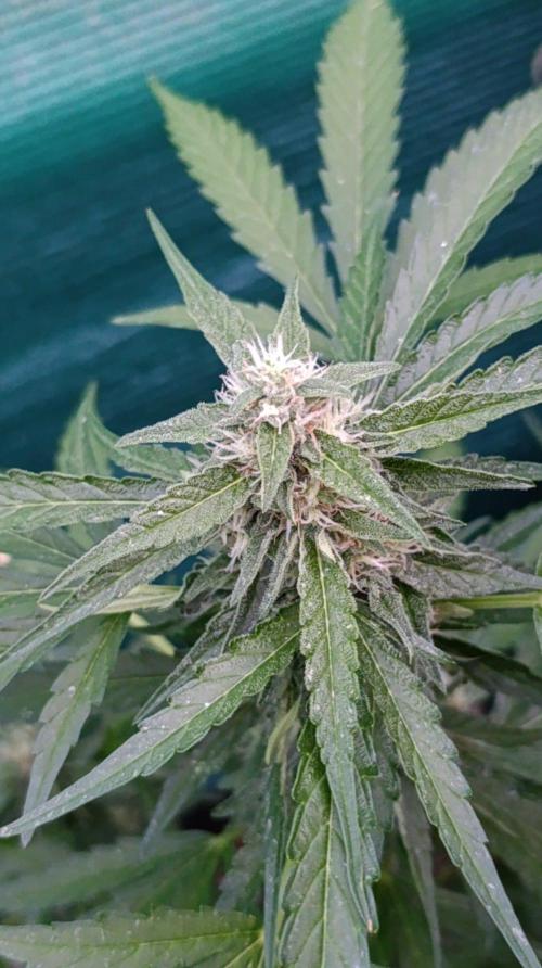 Gaia F1 Auto. Week 8