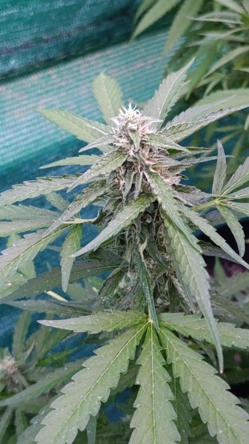 Gaia F1 Auto. Week 8