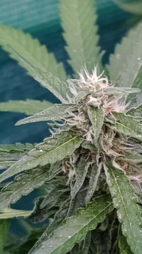Gaia F1 Auto. Week 8