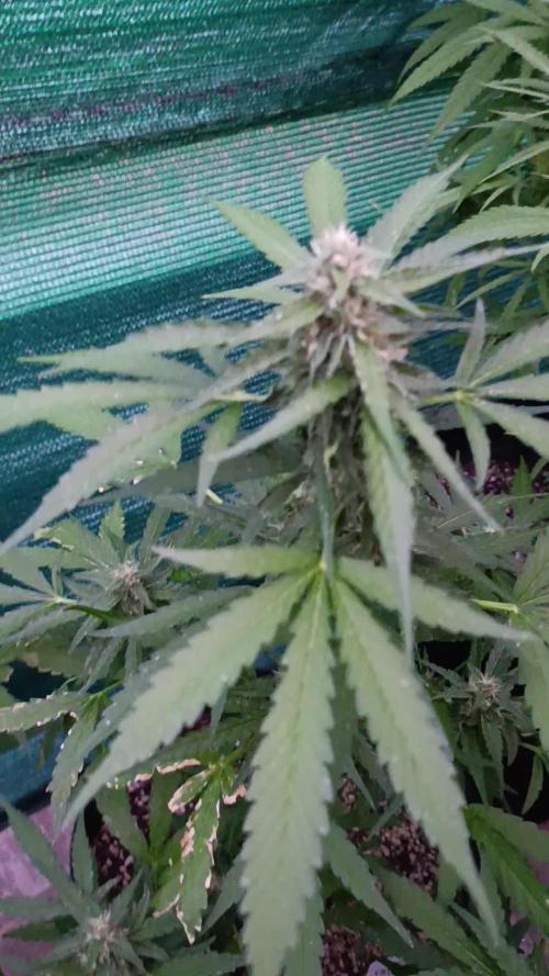 Gaia F1 Auto