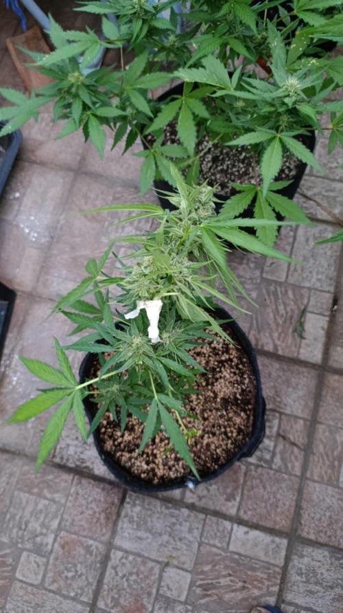 Milky Way F1 Auto. Week 8