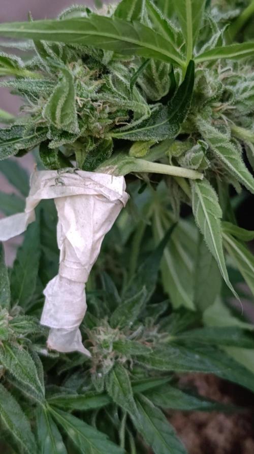 Milky Way F1 Auto. Week 8