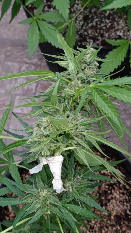 Milky Way F1 Auto. Week 8