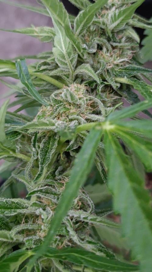 Milky Way F1 Auto. Week 8