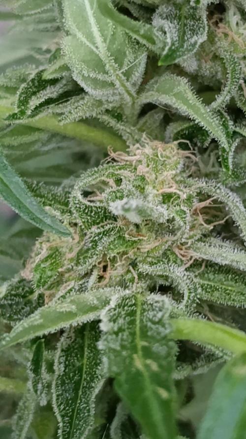 Milky Way F1 Auto. Week 8