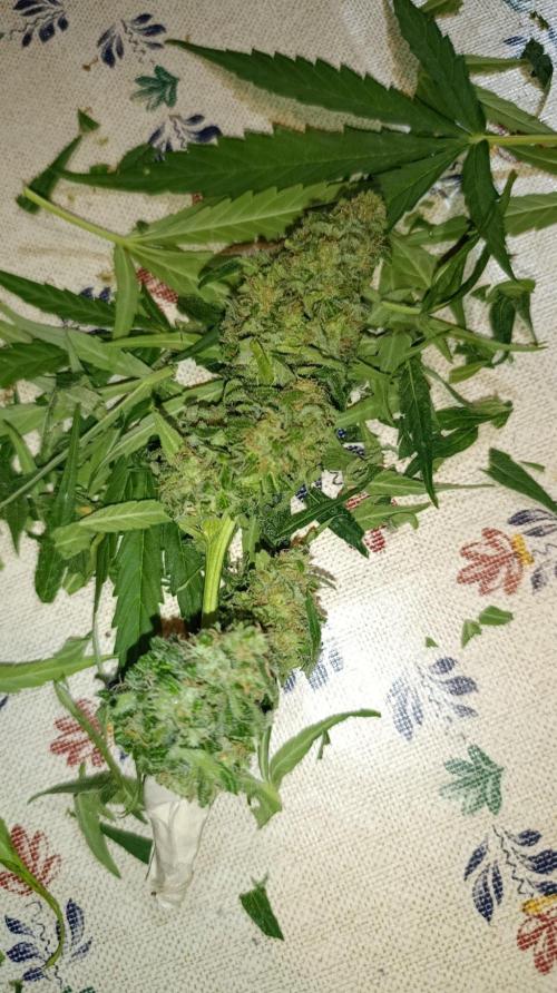 Milky Way F1 Auto. Week 8