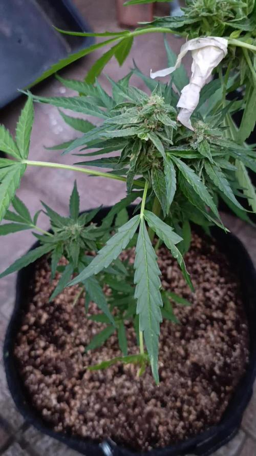 Milky Way F1 Auto