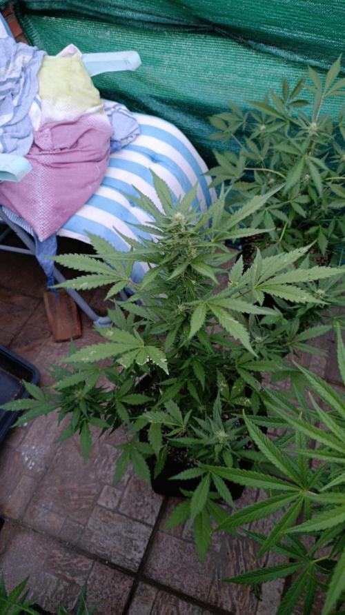 Super Boof XL Auto Outdoor. Week 7