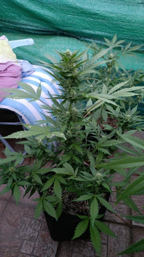 Super Boof XL Auto Outdoor. Week 7